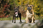 2 Staffordshire Bull Terrier