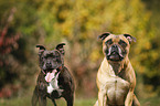 2 Staffordshire Bull Terrier