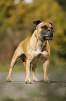 standing Staffordshire Bull Terrier