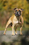 standing Staffordshire Bull Terrier