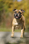 standing Staffordshire Bull Terrier