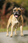 standing Staffordshire Bull Terrier