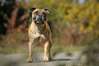 standing Staffordshire Bull Terrier