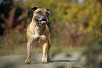 standing Staffordshire Bull Terrier