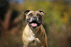 Staffordshire Bull Terrier Portrait