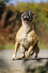 sitting Staffordshire Bull Terrier