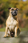 sitting Staffordshire Bull Terrier