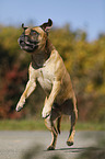 jumping Staffordshire Bull Terrier