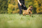 running Staffordshire Bull Terrier