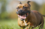 running Staffordshire Bull Terrier