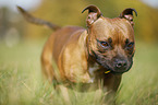 running Staffordshire Bull Terrier