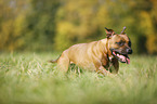 running Staffordshire Bull Terrier