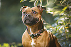 Staffordshire Bull Terrier Portrait