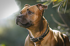 Staffordshire Bull Terrier Portrait