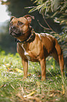 standing Staffordshire Bull Terrier