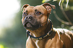 Staffordshire Bull Terrier Portrait