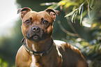 Staffordshire Bull Terrier Portrait