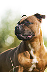 Staffordshire Bull Terrier Portrait