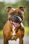 Staffordshire Bull Terrier Portrait