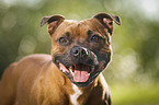 Staffordshire Bull Terrier Portrait