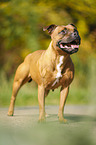 standing Staffordshire Bull Terrier