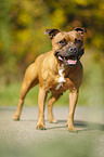 standing Staffordshire Bull Terrier