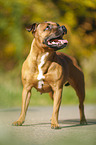 standing Staffordshire Bull Terrier