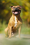sitting Staffordshire Bull Terrier