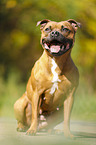 sitting Staffordshire Bull Terrier