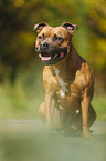 sitting Staffordshire Bull Terrier