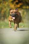 running Staffordshire Bull Terrier