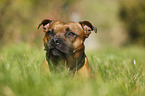 Staffordshire Bull Terrier Portrait