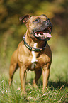 standing Staffordshire Bull Terrier