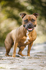 sitting Staffordshire Bull Terrier