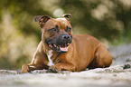 lying Staffordshire Bull Terrier