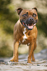 standing Staffordshire Bull Terrier