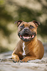 lying Staffordshire Bull Terrier