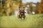 running Staffordshire Bull Terrier