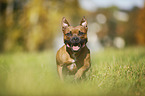 running Staffordshire Bull Terrier