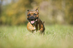 running Staffordshire Bull Terrier