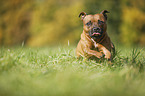 running Staffordshire Bull Terrier