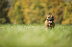 running Staffordshire Bull Terrier