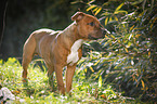 young Staffordshire Bull Terrier