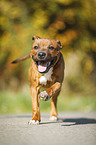 young Staffordshire Bull Terrier