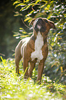 young Staffordshire Bull Terrier