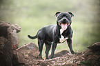 Staffordshire Bullterrier