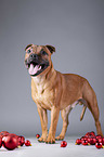 standing Staffordshire Bullterrier