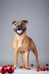 standing Staffordshire Bullterrier