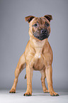 standing Staffordshire Bullterrier