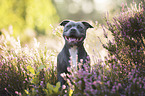 Staffordshire Bullterrier